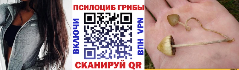 Псилоцибиновые грибы Psilocybe  Лахденпохья 